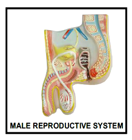 Respiratory system