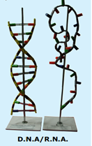 Zoological Models