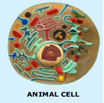 Zoological Models