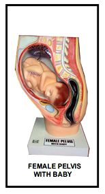 Respiratory system