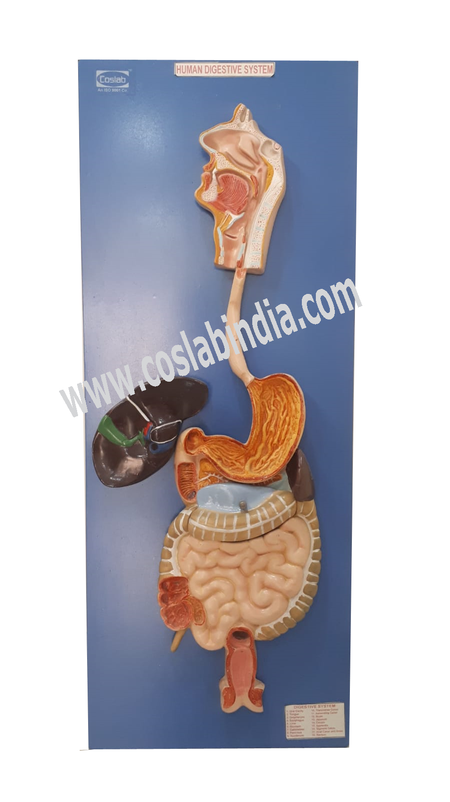 Digestive/Nervous/Circulatory/Skeletal systems
